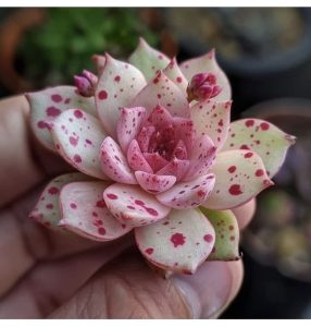 Các loại sen đá đột biến