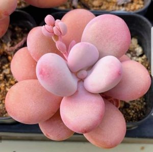 Cách Tách Sen Đá