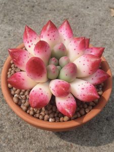 Hoa Cưới Sen Đá Ý Nghĩa