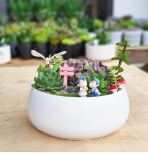 mẫu tiểu cảnh sen đá mini