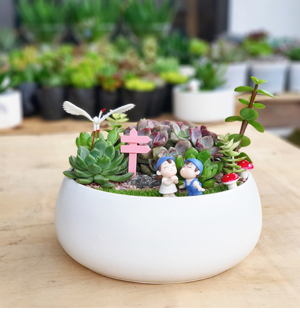 mẫu tiểu cảnh sen đá mini