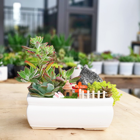 mẫu tiểu cảnh sen đá