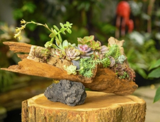 tiểu cảnh sen đá trên gỗ đẹp