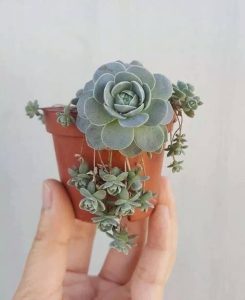 Sen Đá mini cực nhỏ