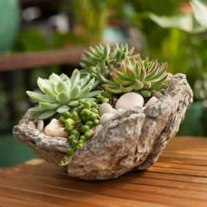 Cách Nhân giống sen đá từ thân