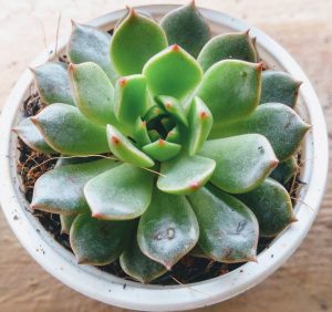 Cách nhân giống sen đá nè