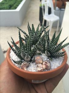 Tiểu Cảnh Sen Đá Móng Rồng