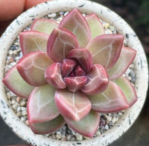 avt giá của cây sen đá
