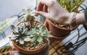 sen đá chống bức xạ