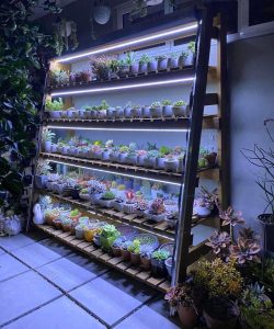 sen đá được chuẩn bị đèn led