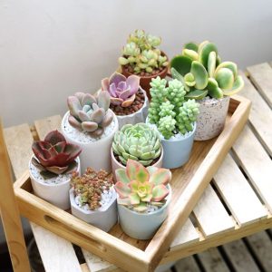 hình ảnh sen đá đẹp