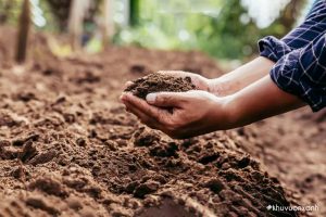 Cách trộn đất trồng sen đá
