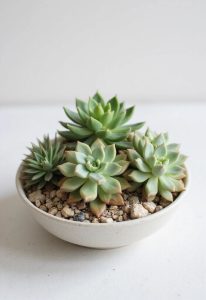 avt tác dụng cây sen đá