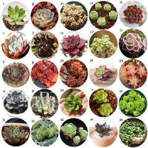 các loại hạt giống sen đá