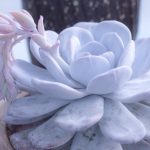 Sen đá Cáo Bạc Siêu Đẹp