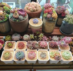 Hạt giống sen đá các loại
