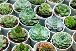sen đá bao lâu tưới nước 1 lần