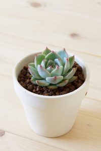 cách trồng sen đá khi mới mua về