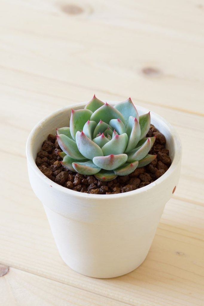 cách trồng sen đá khi mới mua về