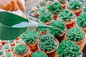 Hình tưới nước sen đá kim cương
