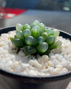 Hình ảnh sen đá kim cương