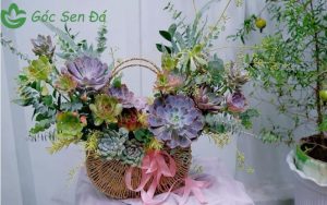 Mua sen đá giá sỉ tphcm uy tín 5