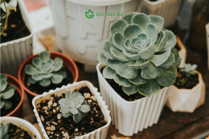 chậu sen đá nhỏ cho sinh viên