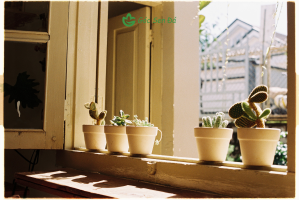 gợi ý góc decor bằng sen đá
