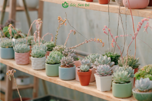 shop bán sen đá gần đây