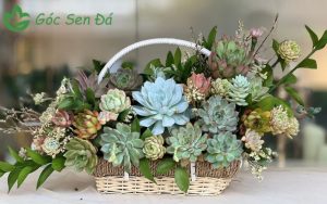 Mua sen đá giá sỉ tphcm uy tín 3