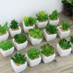 Sen đá mini trang trí góc học tập